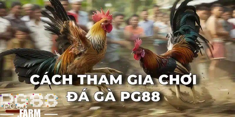 Cách tham gia bắt kèo đá gà PG88 trực tuyến