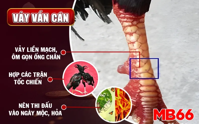 Vảy vấn cán